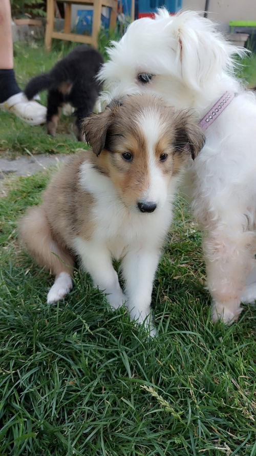 Wunderschöne Collie-Welpen zu verkaufen
