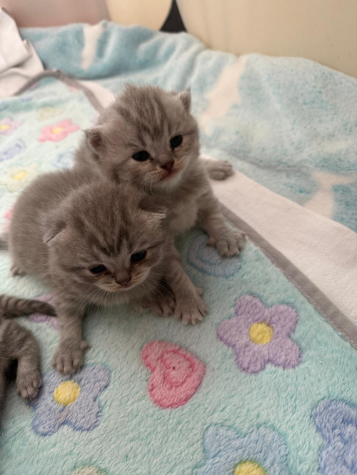 Reinrassige BKH Kitten 