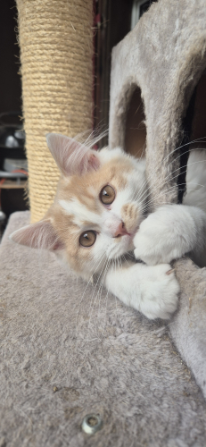Blh kitten sucht sein für immer zuhause 