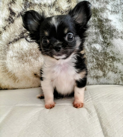 Chihuahua Welpen mit Schweizer Stammbaum SRZ