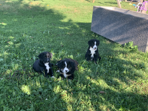 Border Collie x Bernen Sennenhund Welpen