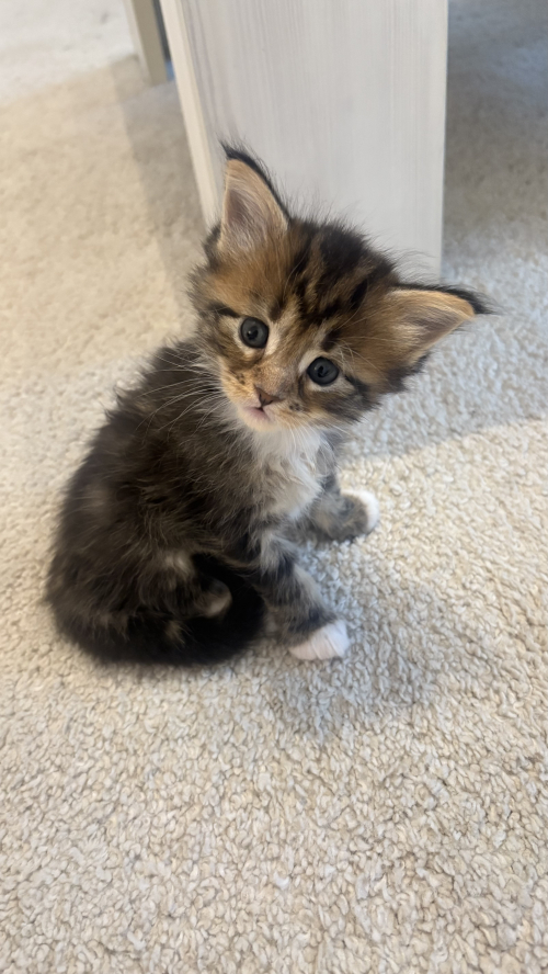Maine Coon Mix Kitten
