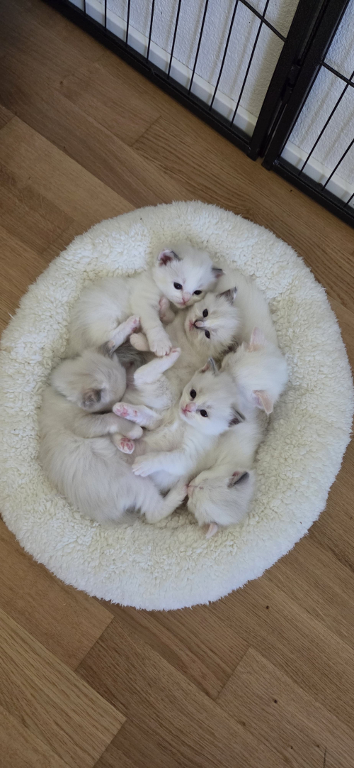 Reinrassige Ragdoll- Kätzchen zum verkaufen