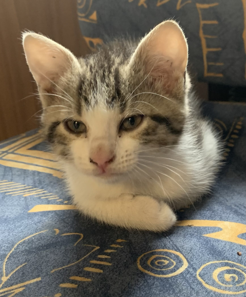 Junge Katzen zu verkaufen