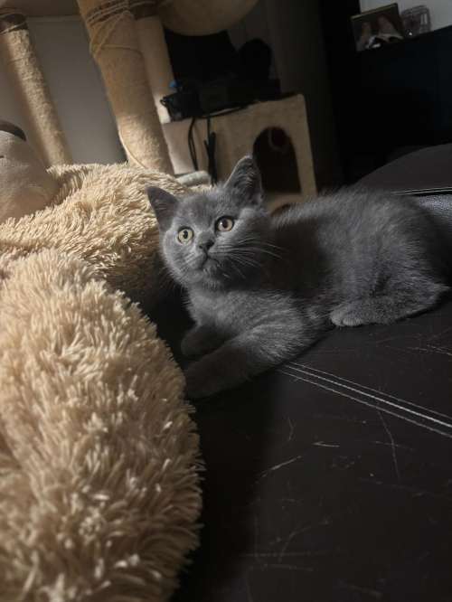 Kitten BKH