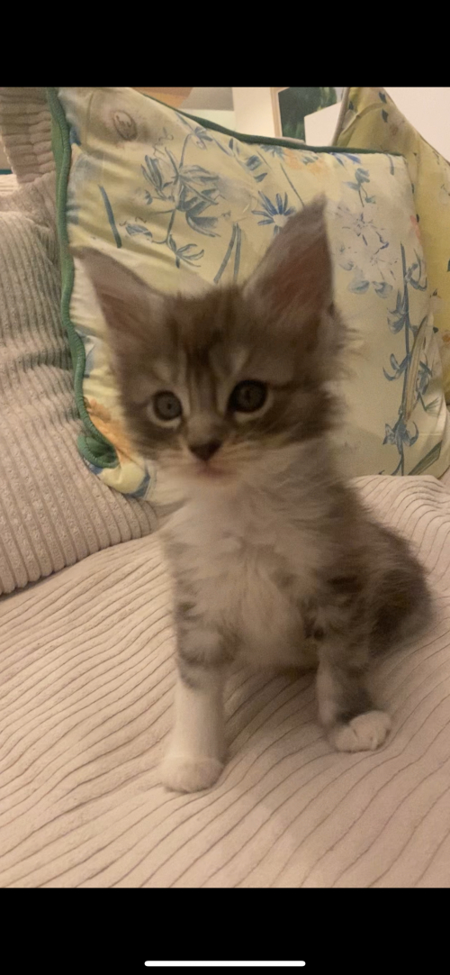 Maine Coon 