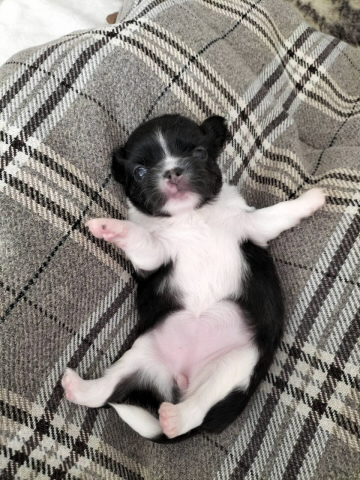 Chihuahua Welpen mit Schweizer Stammbaum SRZ