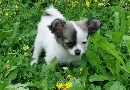 Sehr süsse Mini LH mädchen