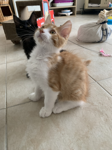 Maine Coon Kätzchen mit Stammbaum aus der Zentralschweiz