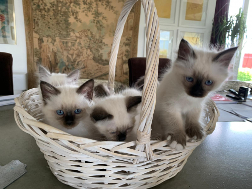 4 Heilige Birma Kitten