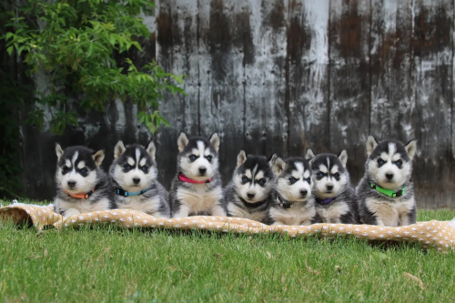 Siberian Husky Welpen