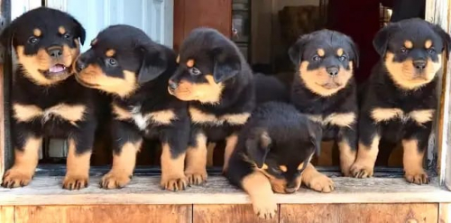 Rottweiler-Welpen