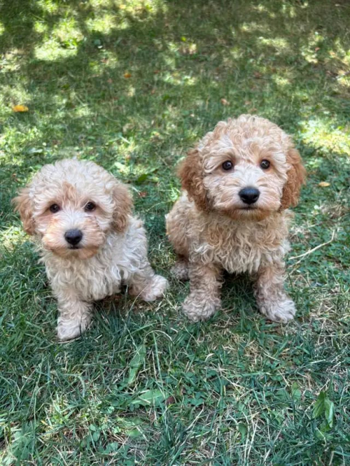 Entzückende Maltipoo-Welpen sind ab sofort verfügbar!