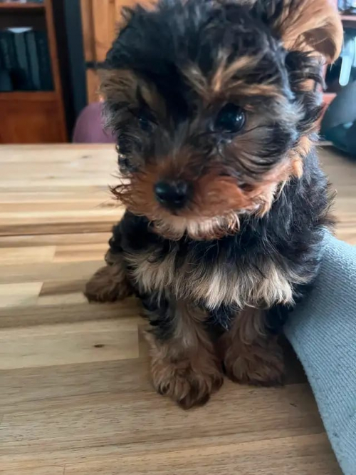 Entzückende Yorkshire-Terrier-Welpen