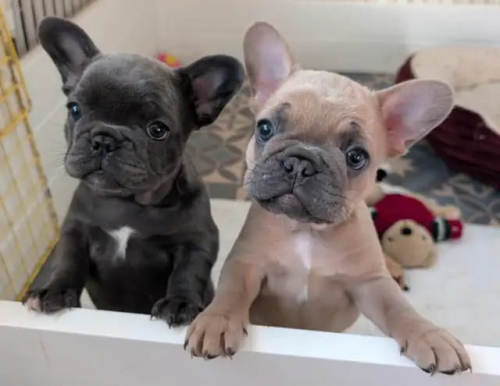 Wunderschöne Französische Bulldoggen Welpen 
