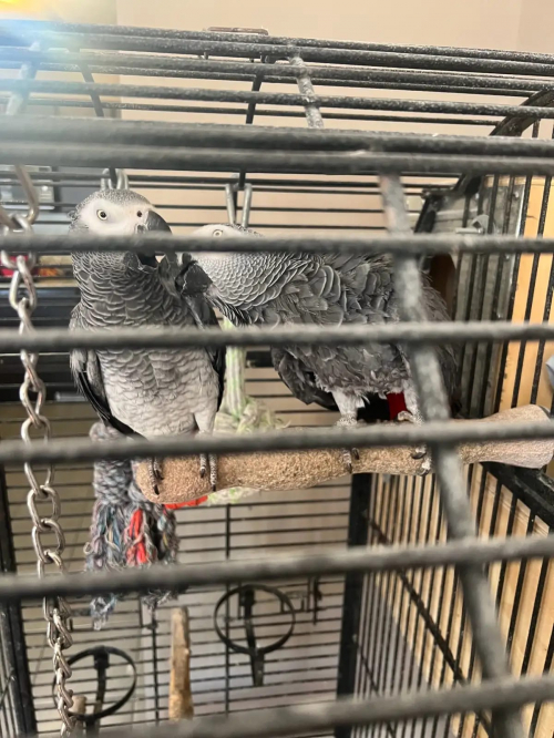 Graupapagei-Babys