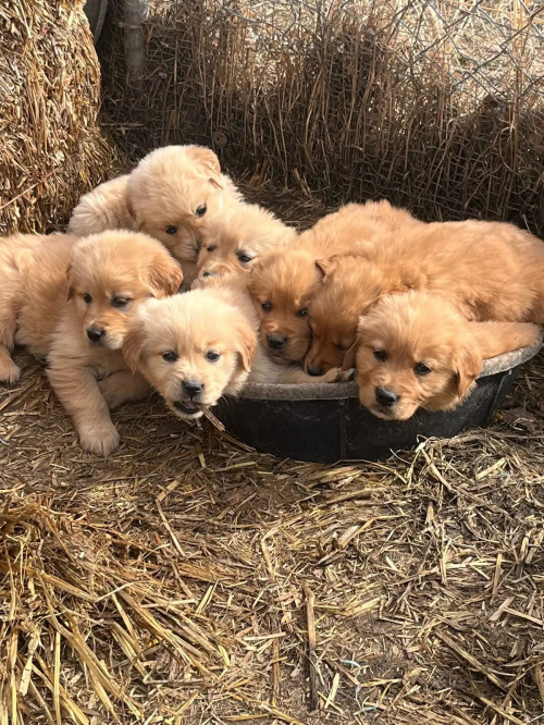 Reinrassige Golden Retriever Welpen