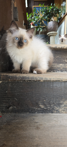 Heilige Birma Kitten
