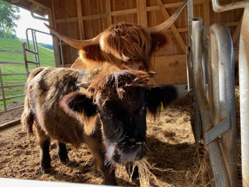 Reine Mini Highland Cattle zu verkaufen