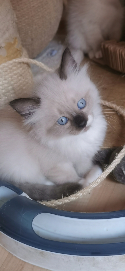 Ragdoll /Türkisch Angora Kitten suchen ihre Familie 