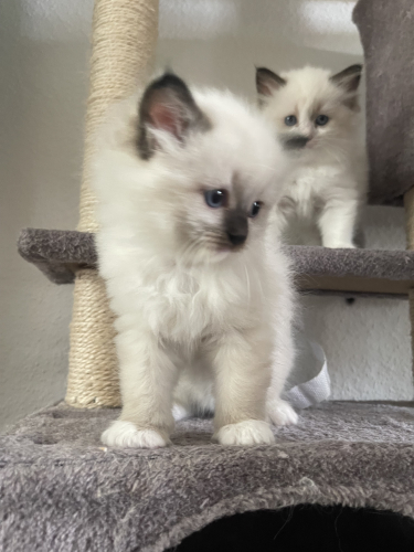 Zuckersüsse, reinrassige Ragdoll Kitten 