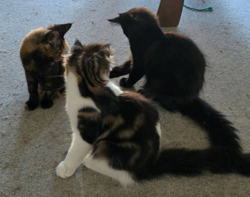 Maine Coon Kitten mit herausragendem Stammbaum