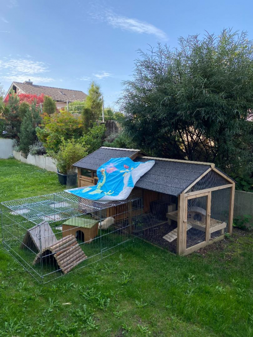 Meerschweinchen-Ferienbetreuung