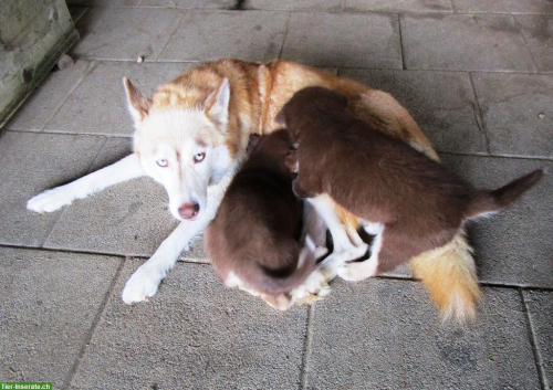 4 lebhafte, süsse Husky-Mix Welpen abzugeben