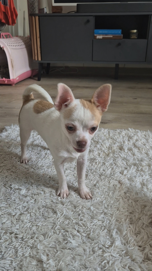 Chihuahua zwei Welpen 