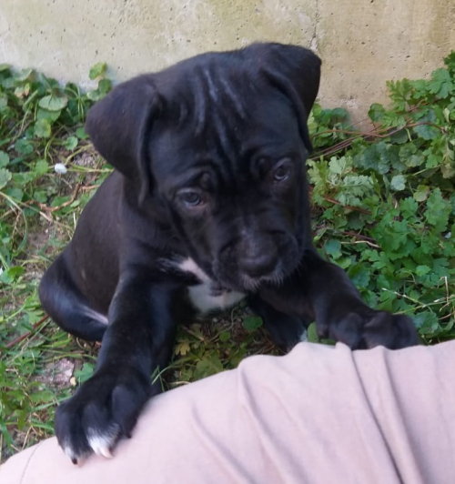 Gesunde Cane Corso Welpen reinrassig geboren am 4. Juli 25