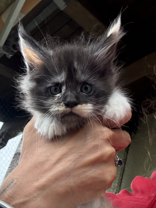 Maine Coon Babys