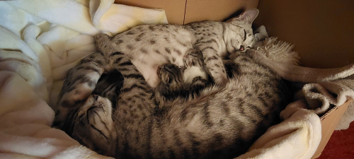 Ägyptisch mau mix kitten ab 24.11.25 abzugeben