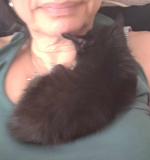 katzen babys
