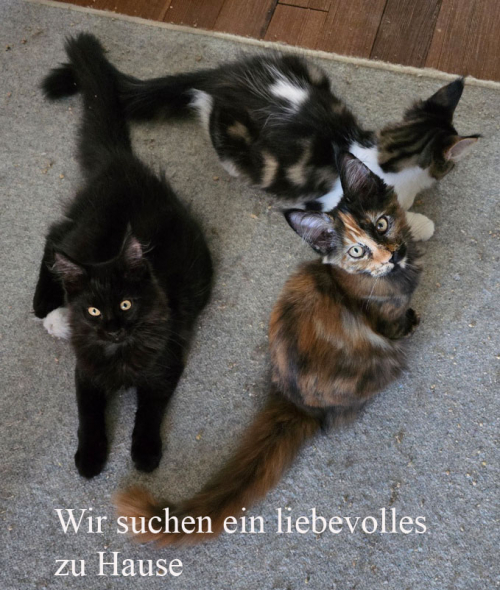 Wunderschöne Maine Coon Kitten mit herausragendem Stammbaum
