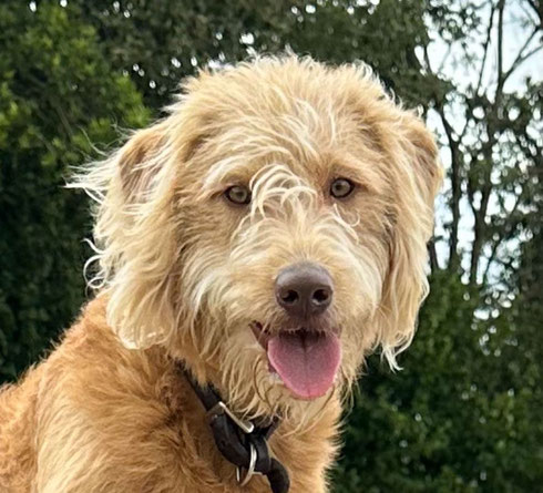 LABRADOODLE von der Goldbach Ranch