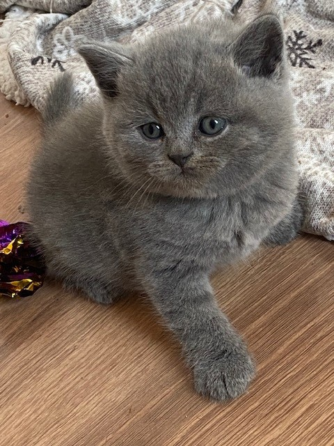 Bezaubernde und anhängliche BKH Kitten in beliebter Farbe blue