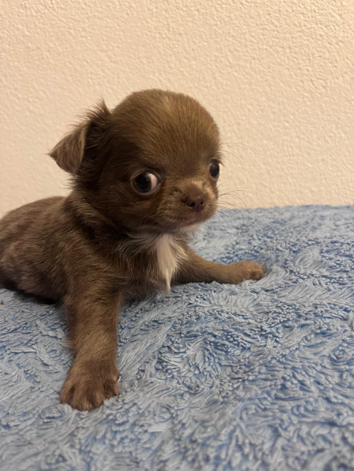 Chihuahua Welpen 