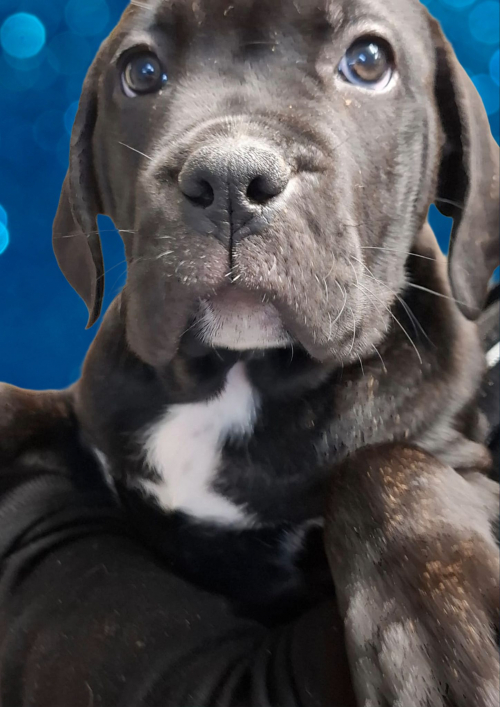 Gesunde Cane Corso Welpen reinrassig jetzt abgabebereit