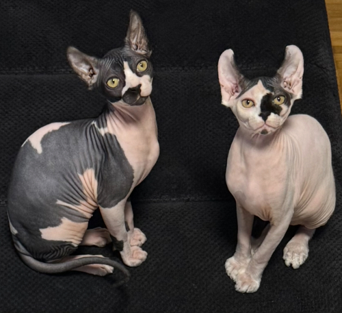 Wunderschöne reinrassige Sphynx-Elf Katzen