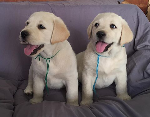 Labrador Welpen