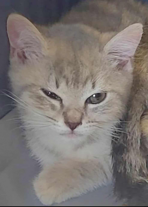 silver tabby