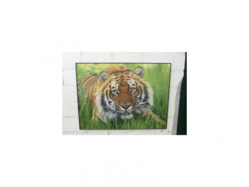 Tiger Bils 13  80x60