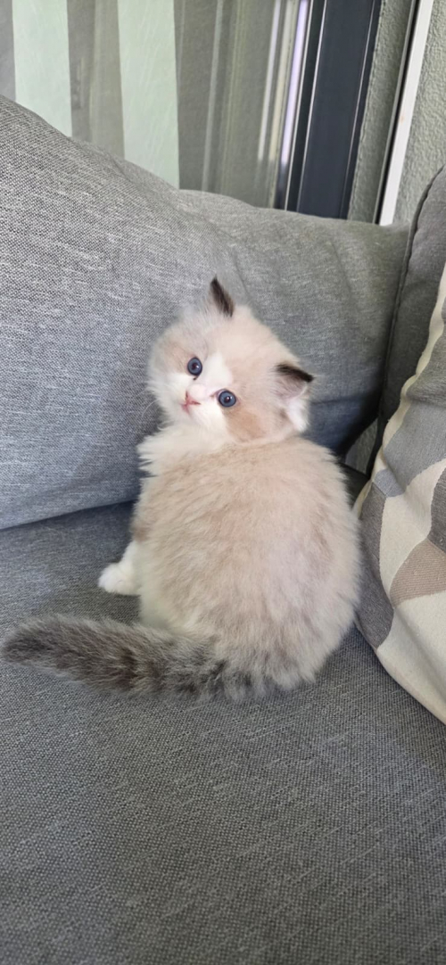 Reinrassiger Ragdoll-Kater abzugeben
