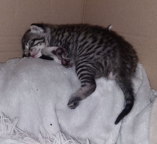 Ägyptisch mau mix kitten ab 24.11.25 abzugeben