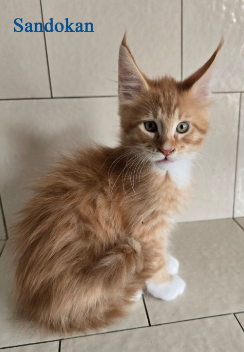 Wunderschöne Maine Coon Kitten mit herausragendem Stammbaum