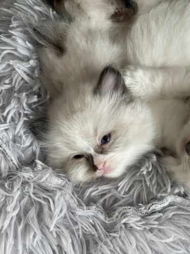 Reinrassige Ragdoll Kitten