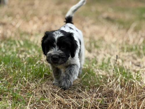 Schapendoes-Welpen (holl. Hirtenhund) suchen  ihr Traum-Zuhause