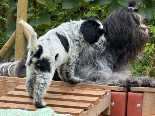 Schapendoes-Welpen (holl. Hirtenhund) suchen  ihr Traum-Zuhause