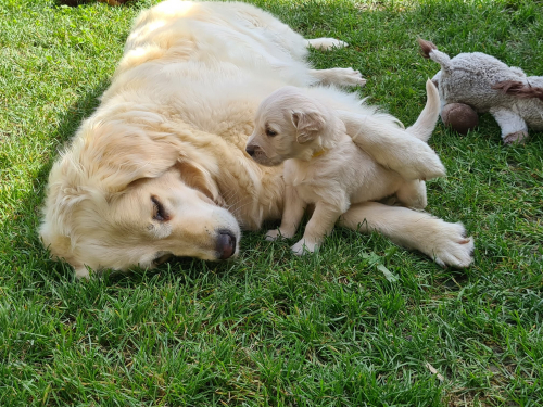 Golden Retriever Welpen