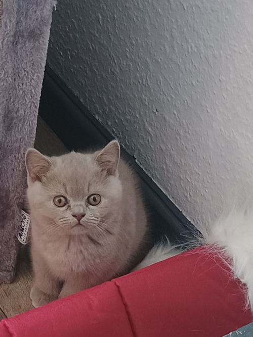 BKH Kitten 